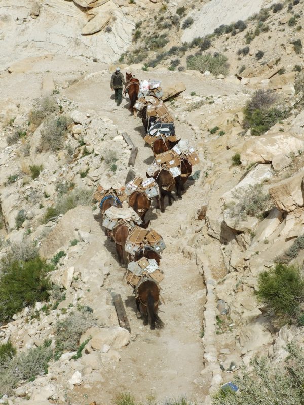 mule mail train