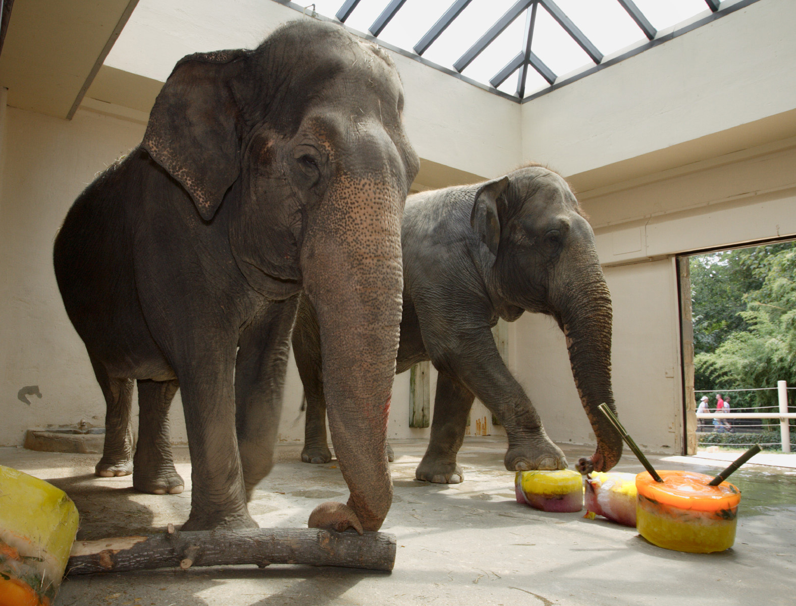 elephant with ice treat