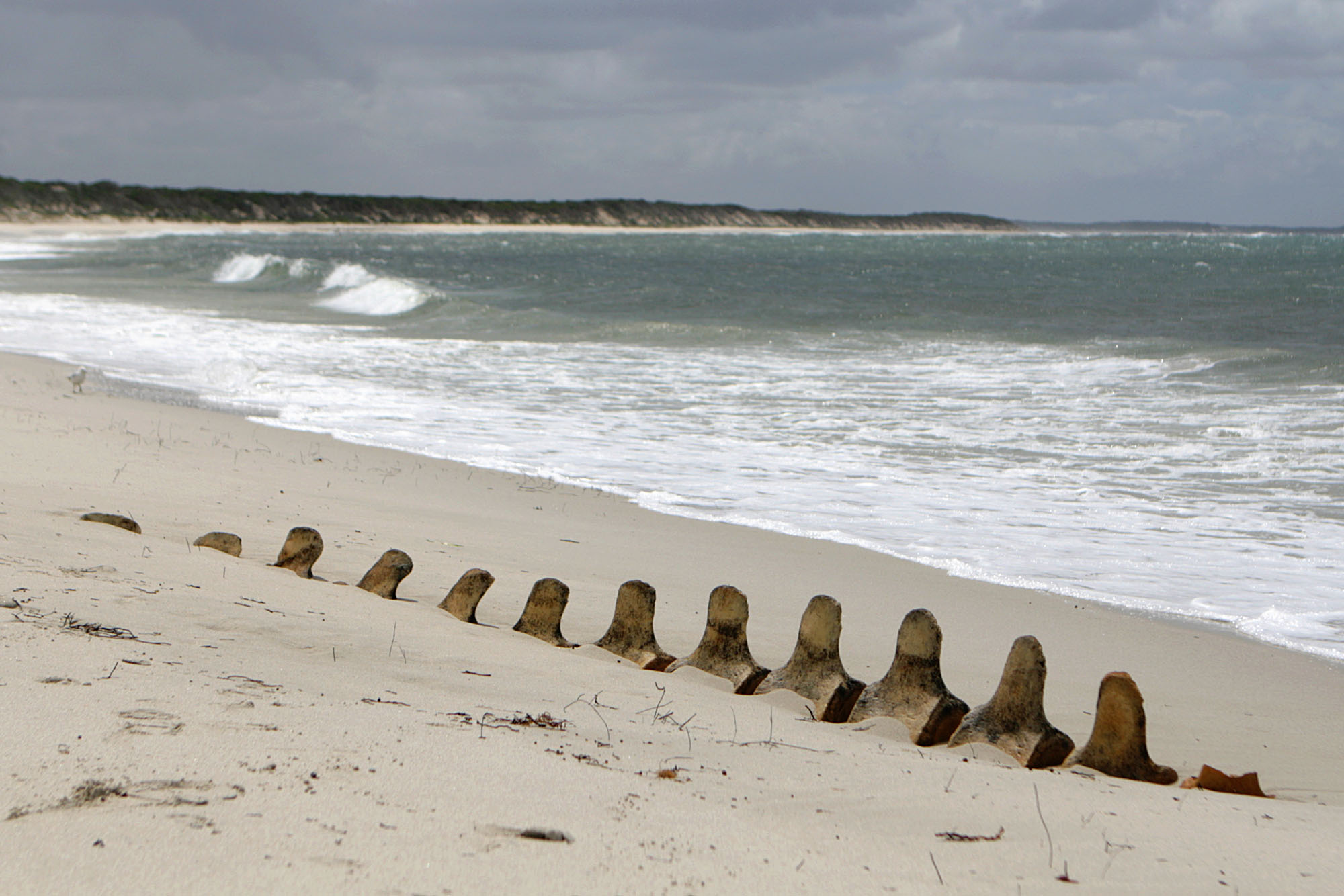 Whale bones lay partly exposed on a beach near Hopetoun, Australia. (Photo by Flickr user Dark Orange) 