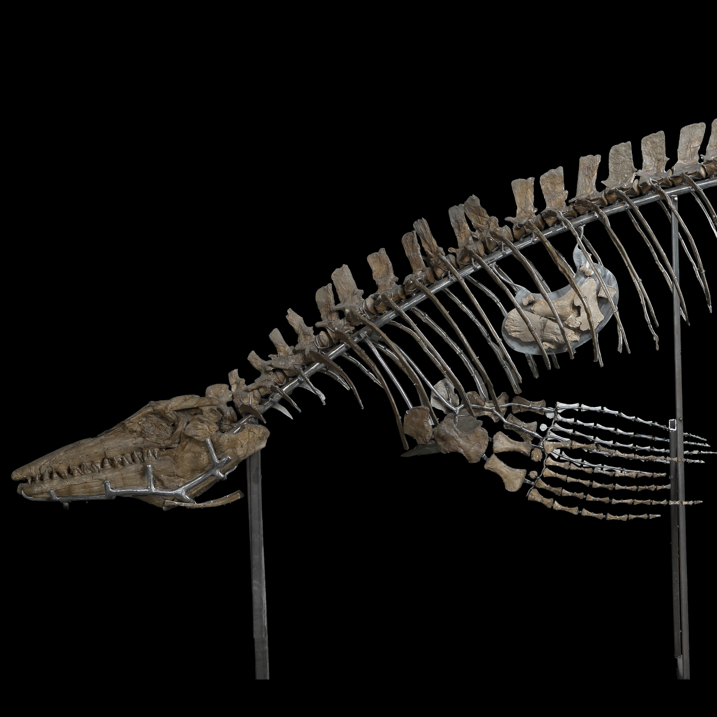 Upper half of a marine reptile with bones visible in its stomach