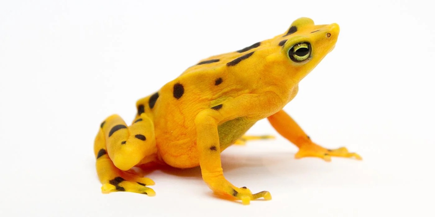 A yellow frog with black dots with a pure white background.