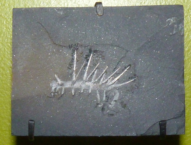 This fossil from the Burgess Shale in Canada shows some of the fine detail of Middle Cambrian specimens preserved there in abundance. (Smithsonian National Museum of Natural History collections photo)