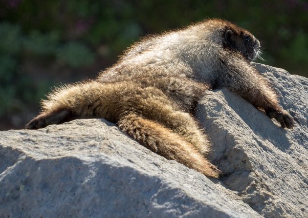 hoary marmot