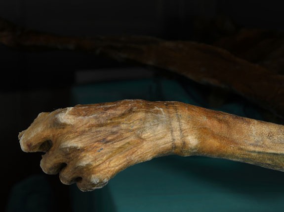 This bracelet-like tattoo adorns the wrist of the 5,300-year-old Iceman. (Photograph © South Tyrol Museum of Archaeology/EURAC/Samadelli/Staschitz)