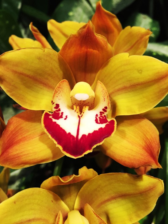 yellow orchid