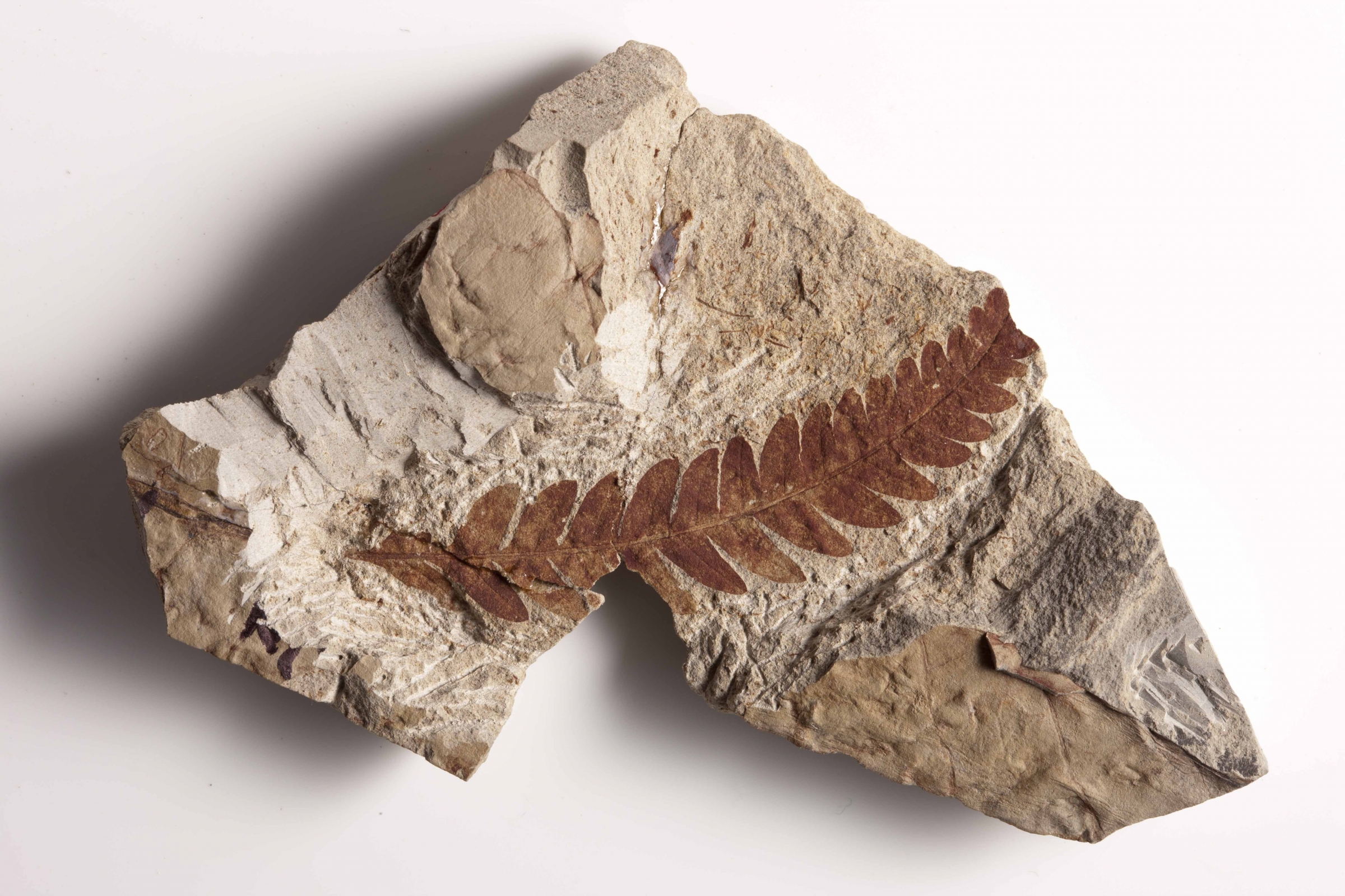 A Rhus-like leaf fossil from the PETM related to the sumac. The 55.8 million year old leaf fossil is from the collection of Scott Wing at The Smithsonian Institute in Washington, D.C.