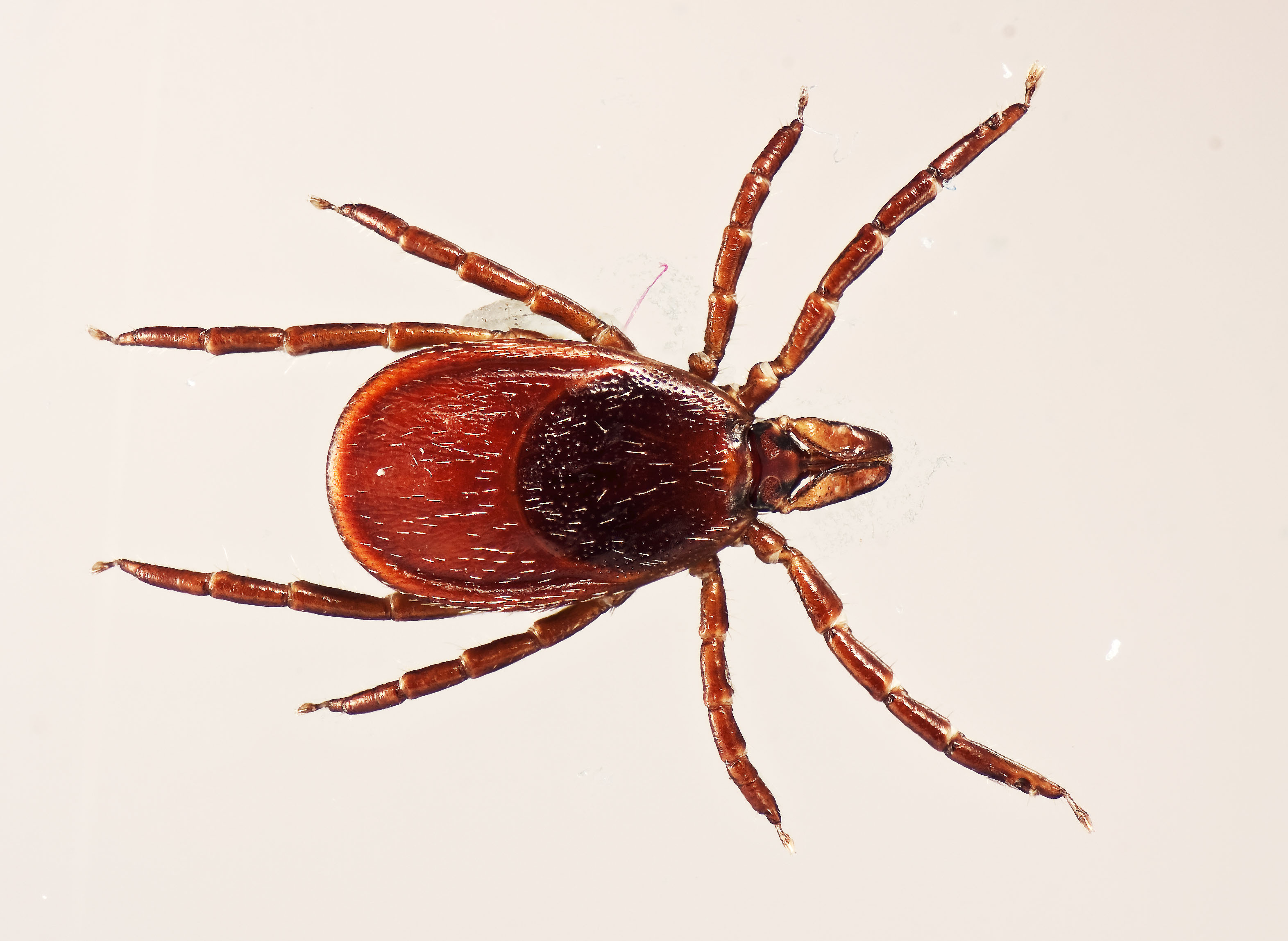 Tick Image