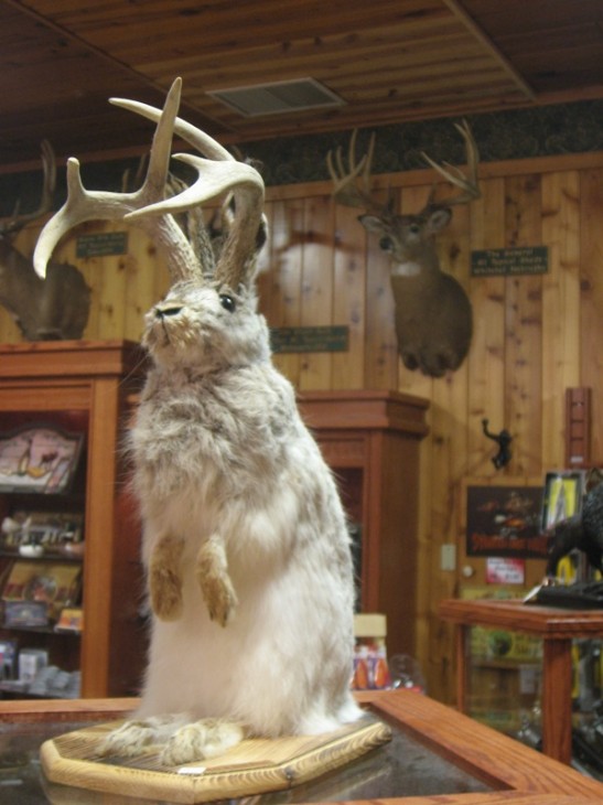 The American jackalope sold in stores (Photo Max -flikr)