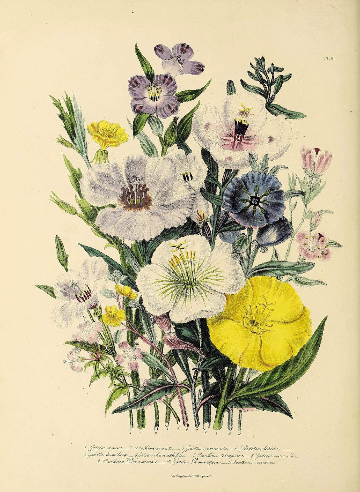 Illustration of yellow, blue and white flowers.