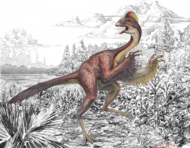 An illustration of Anzu wyliei shows several striking anatomical features of the large, feathered dinosaur, including its long tail, feathered arms, toothless beak and a tall crest on the top of its skull. The new species was identified by a team of Smithsonian scientists in collaboration with the Carnegie Museum of Natural History and University of Utah from three partial skeletons collected from the Hell Creek Formation, providing detailed evidence of North American oviraptorosaurs for the first time. (Illustration by Mark Klingler, Carnegie Museum of Natural History)