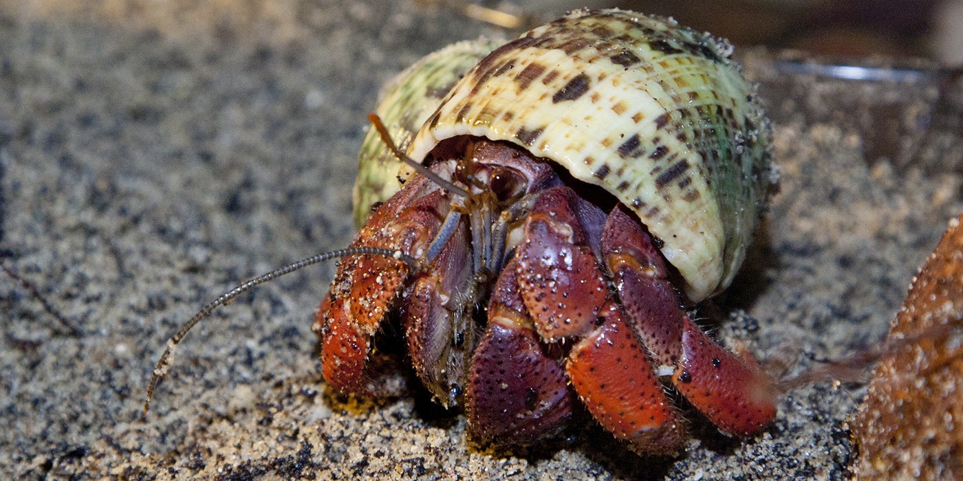 Land hermit crab in a tan shell.