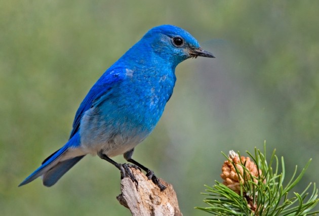 When is a blue bird not blue?