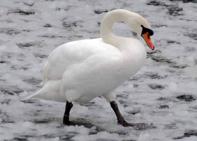 Mute swans, like other members of the swan, goose and duck families, keep their feet and legs warm in winter with a special network of veins and arteries called a counter-current heat exchange system. (Flickr photo by Paul Grayson)