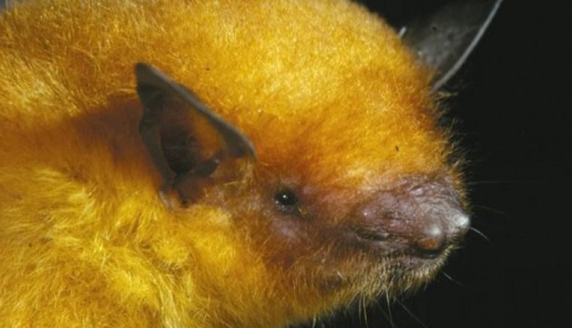 Adult female of "Myotis midastactus" captured at Noel Kempff Mercado National Park, Department of Santa Cruz, Bolivia. Ricardo Moratelli and Don Wilson, mammalogist at the Smithsonian's National Museum of Natural History recently named this bat as a new species. (Photo courtesy Marco Tschapka)