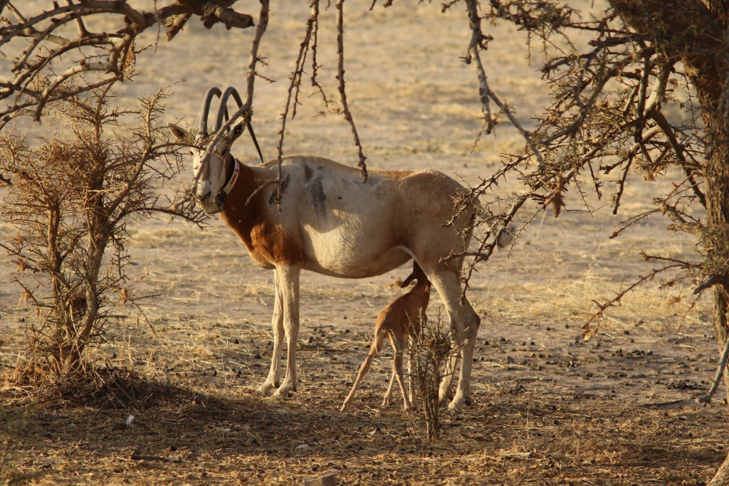 A scimitar-horned oryx stands amidst bare trees.