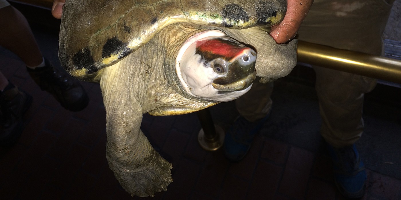 river turtle with red head