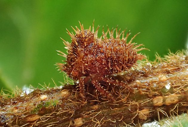 spine covered treehopper