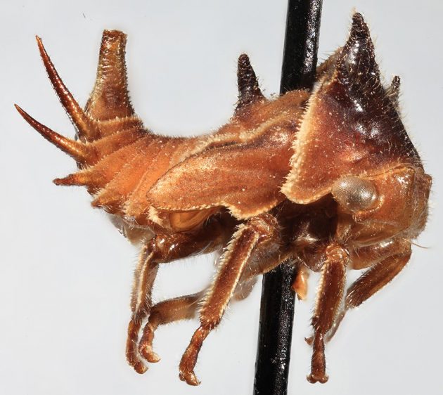 treehopper specimen