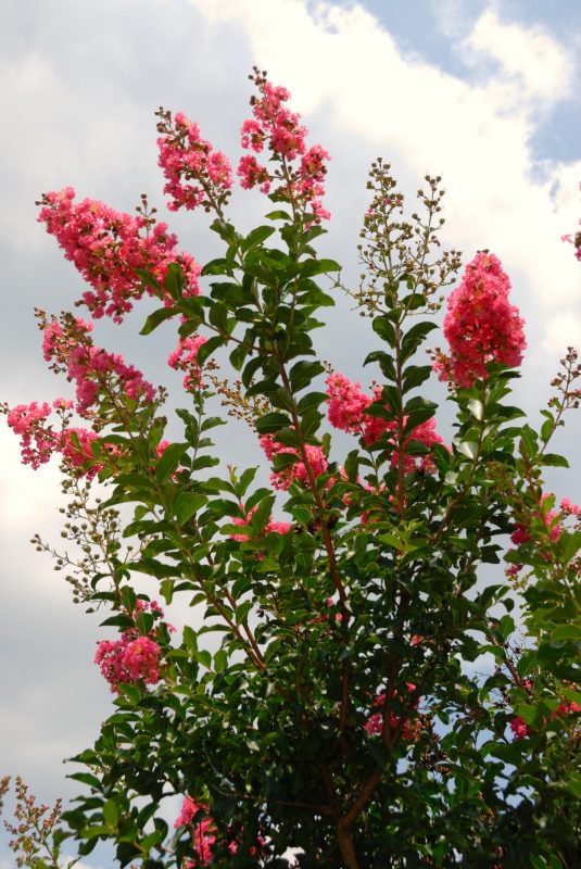 pink flowers