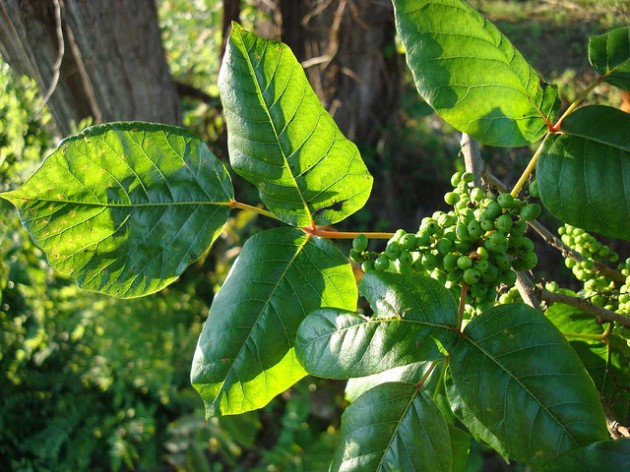 Poison ivy and its fruits, called drupes. (Photo by Zen Sutherland)