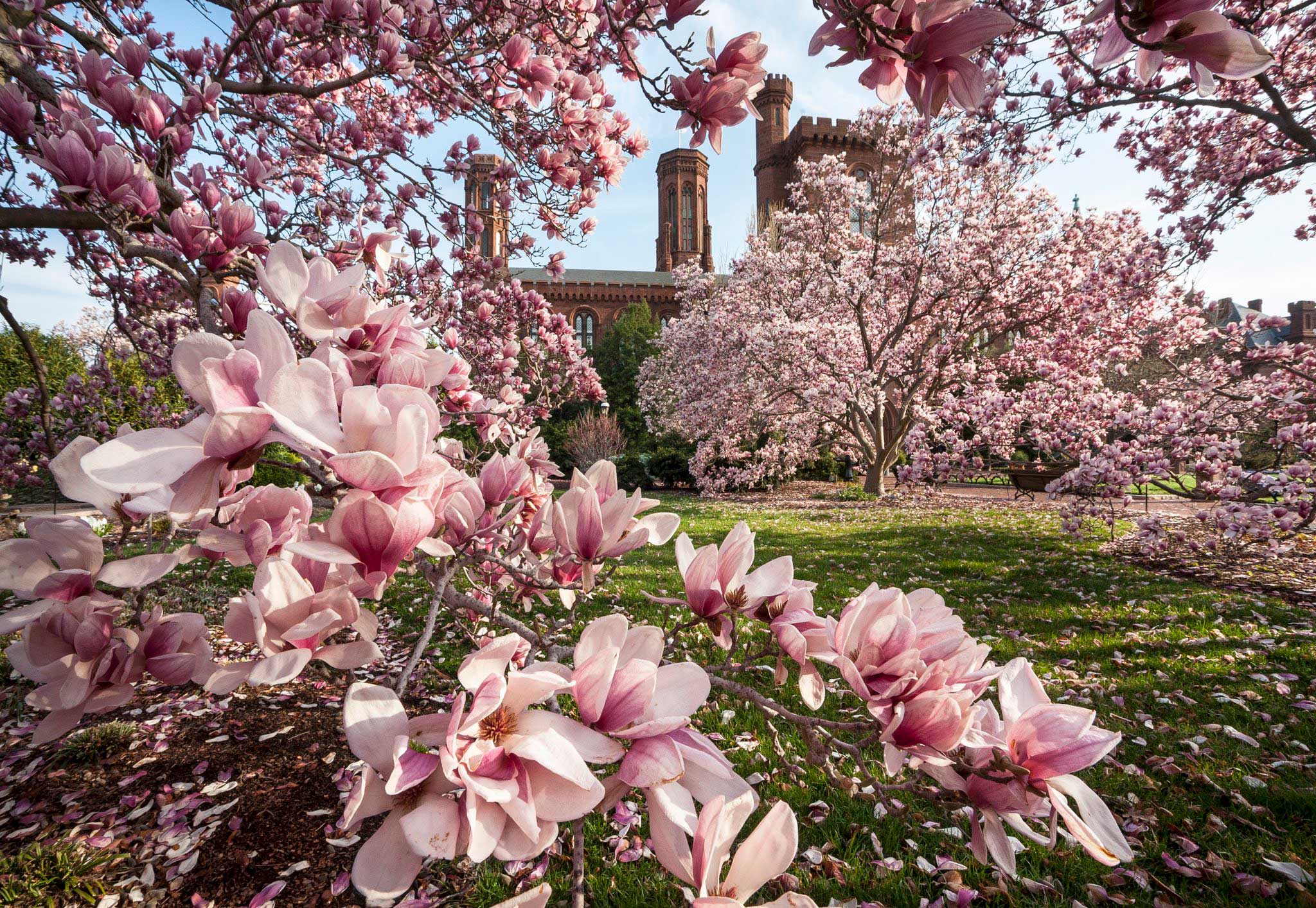 The Difference Between Cherry Blossoms And Saucer Magnolias