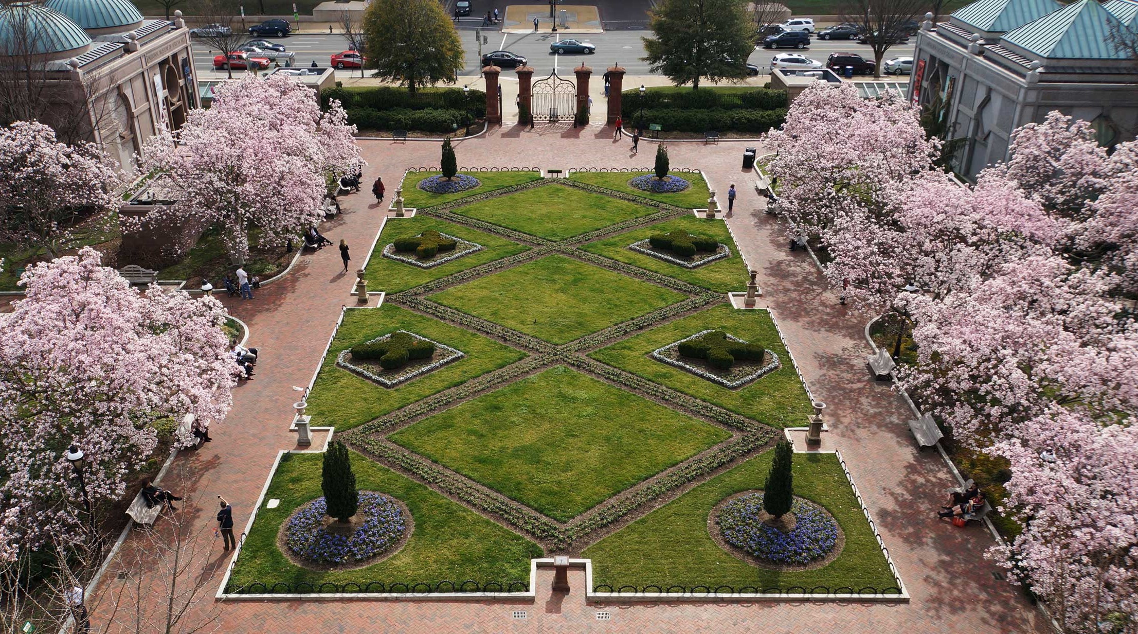 Saucer magnolia trees with pink flowers surrounding a green garden and sidewalks.