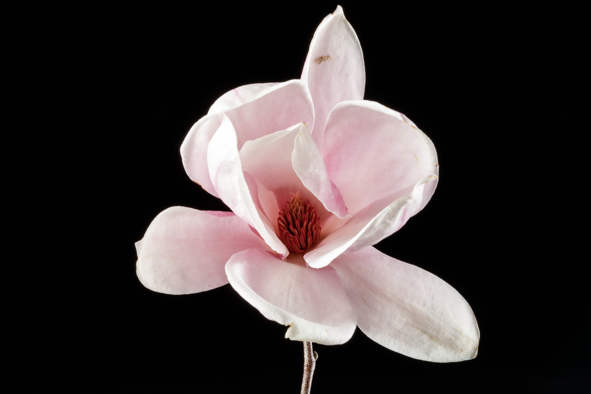 Pink saucer magnolia flower.