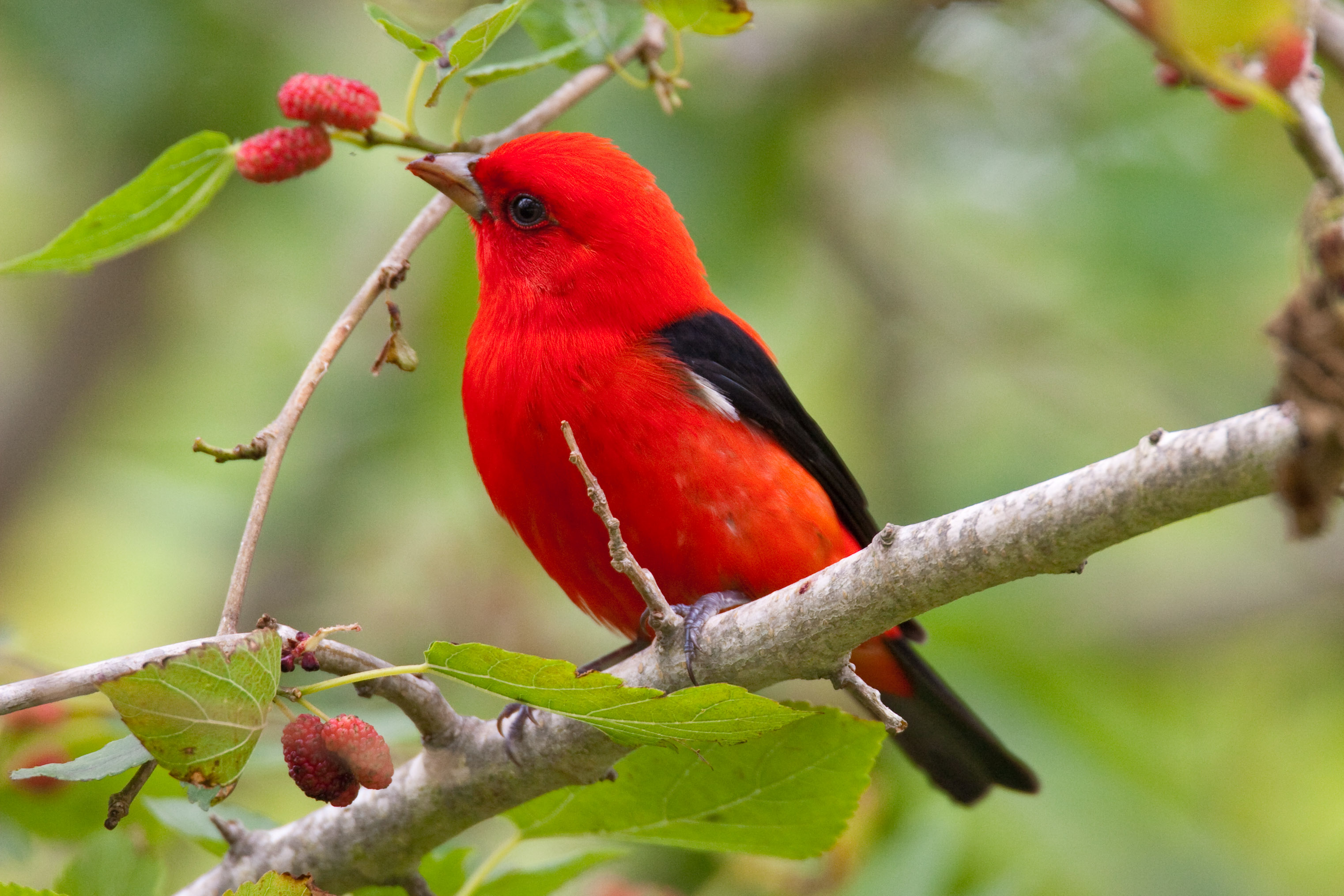 A Cup Of Joe That S Also Good For The Birds Smithsonian Institution A Cup Of Joe That S Also Good For The Birds Smithsonian Institution