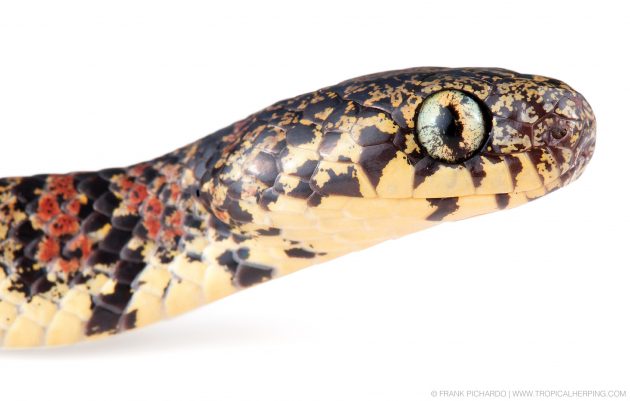 yellow snake head with brown and red scales