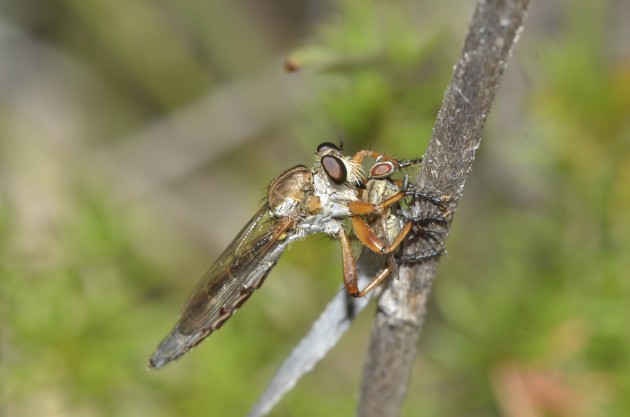 Assassin flies inject their venomous saliva into their prey. In this photo an assassin fly of the genus "Smeringotus" injects a fly of a different species. (Photo by Jean and Fred Hort) 