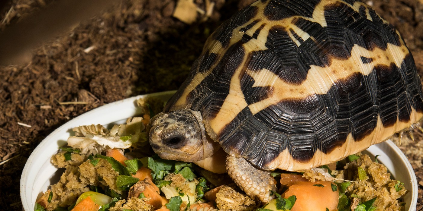 spider tortoise