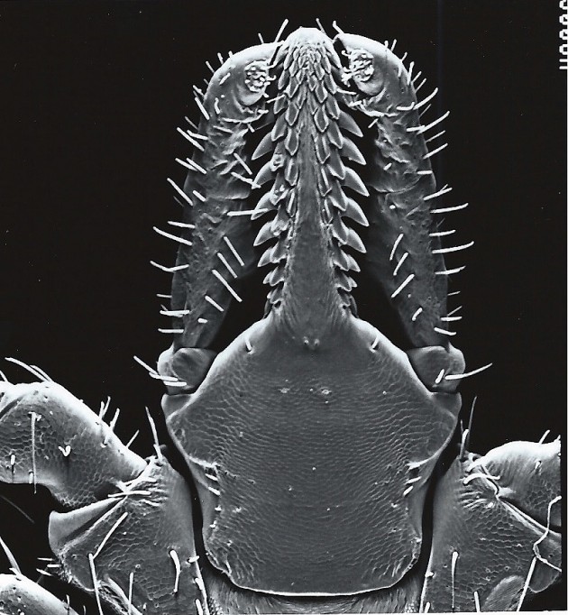 This close-up image shows the feeding mouthparts of "Ixodes scapularis," the deer tick or blacklegged tick. 