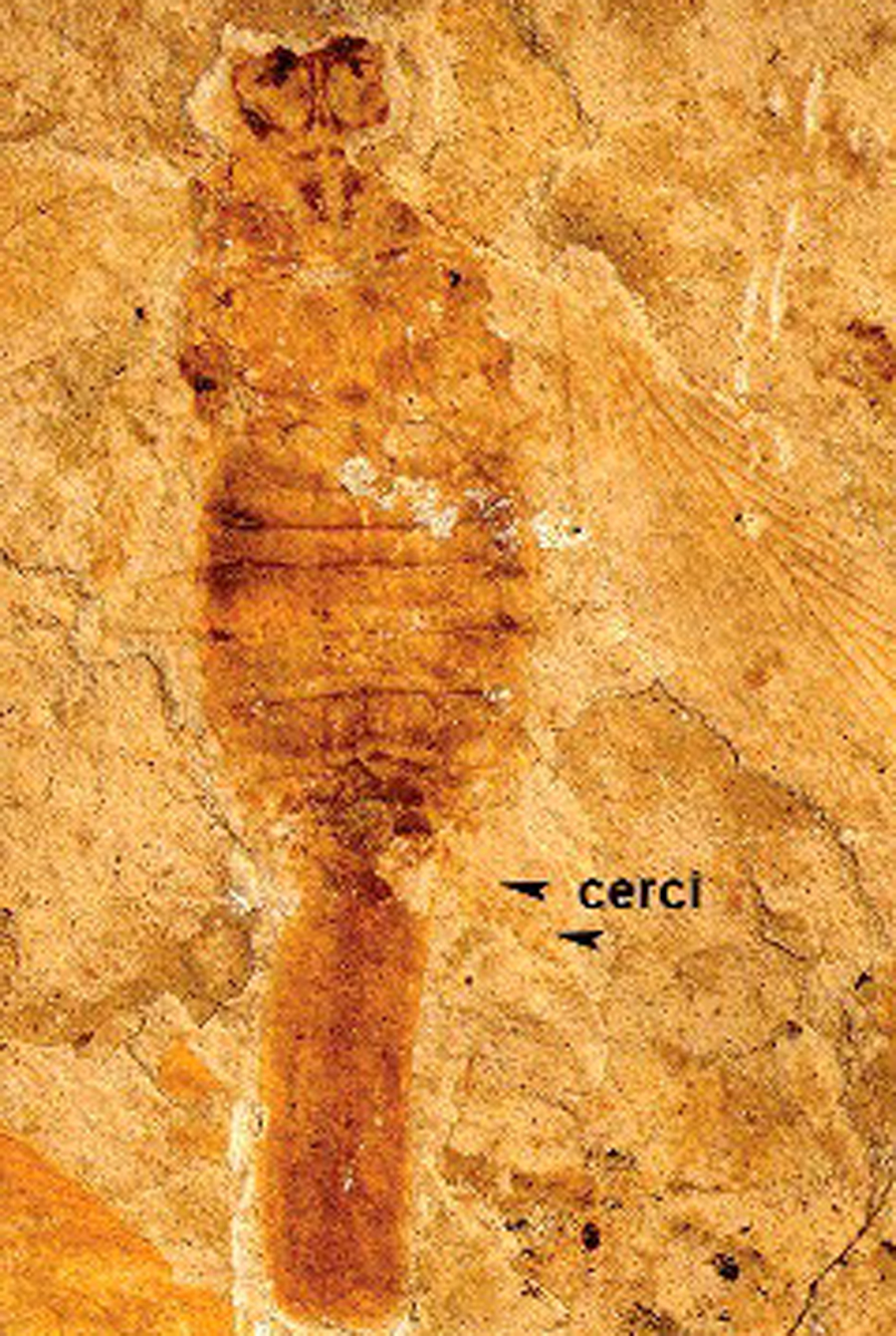 fossil cockroach