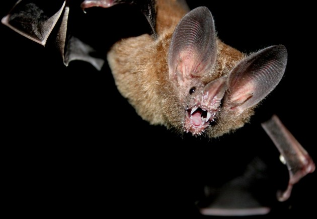A fringe-lipped bat, Trachops cirrhosis (Photo: Sean Mattson/ STRI)