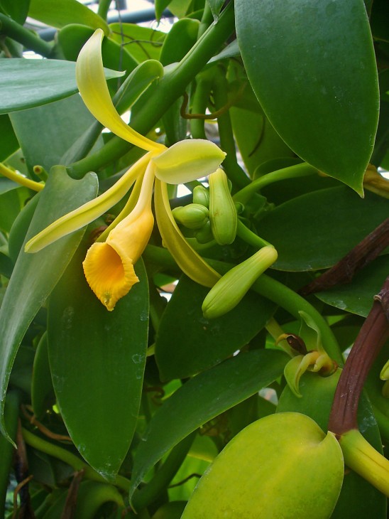 The flower of flat-leaf vanilla