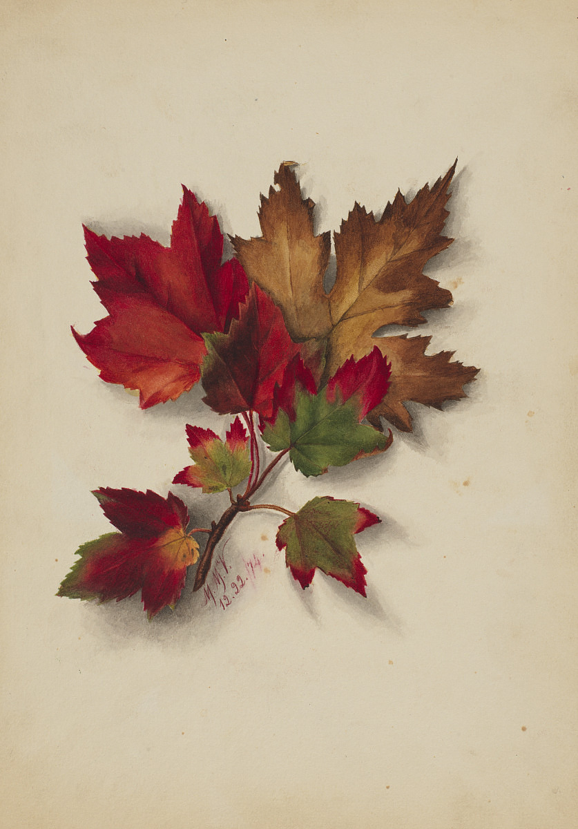 Watercolor of a group of leaves in red, green and yellow