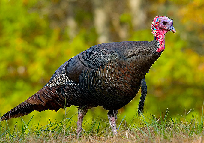 Wild turkey eastern U.S.