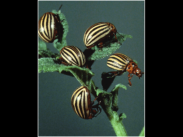 potato bug