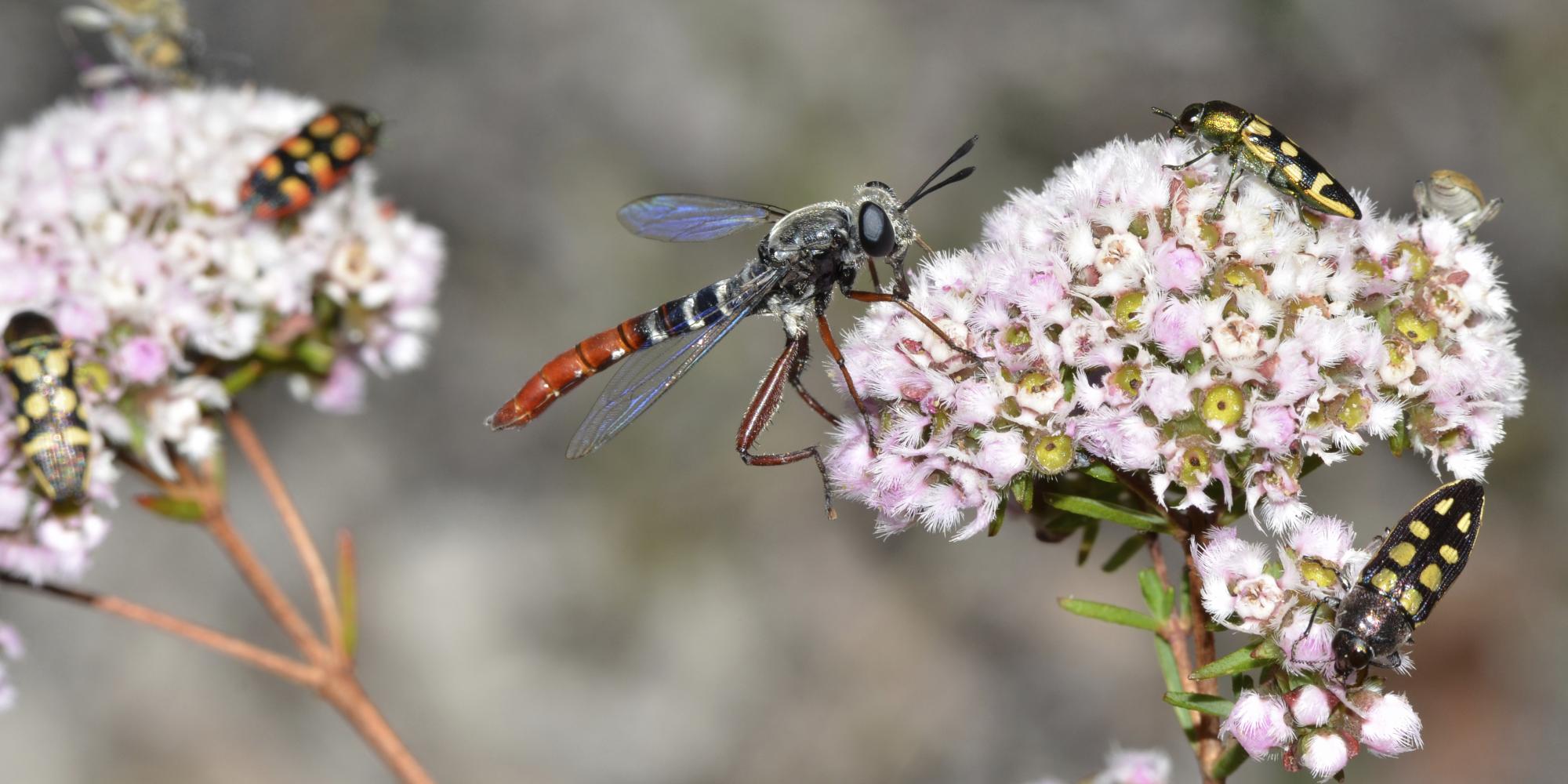 insect on flower