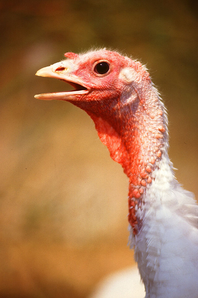 A domestic turkey (U.S.D.A. photo)