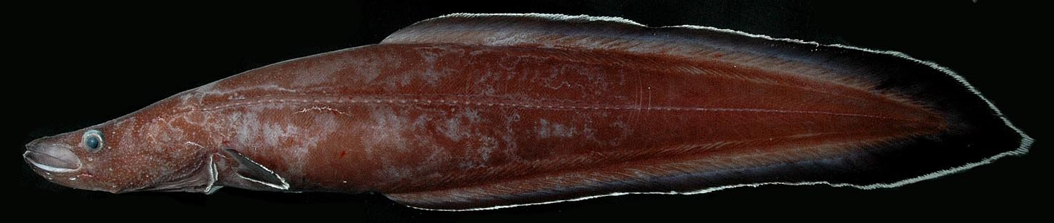 Eel | Smithsonian Institution
