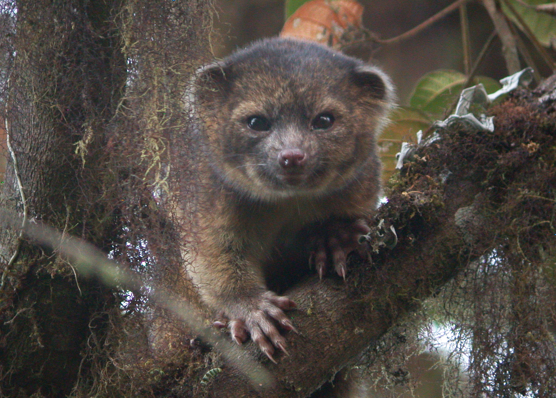 Smithsonian Scientists Discover New Species of Carnivore | Smithsonian  Institution