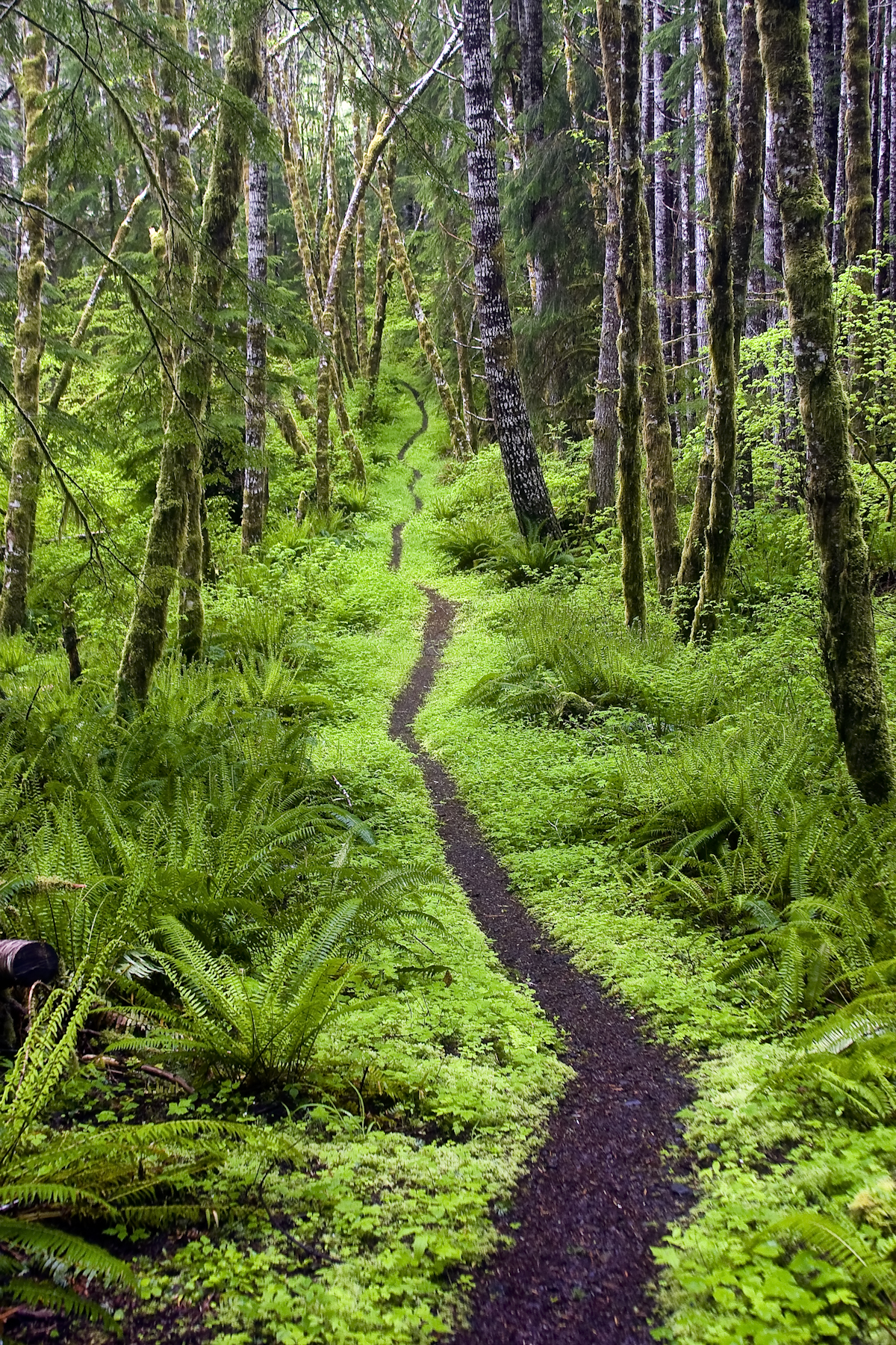 Washington Wild Celebrating the 39th Anniversary of the Washington  Wilderness Act - Washington Wild