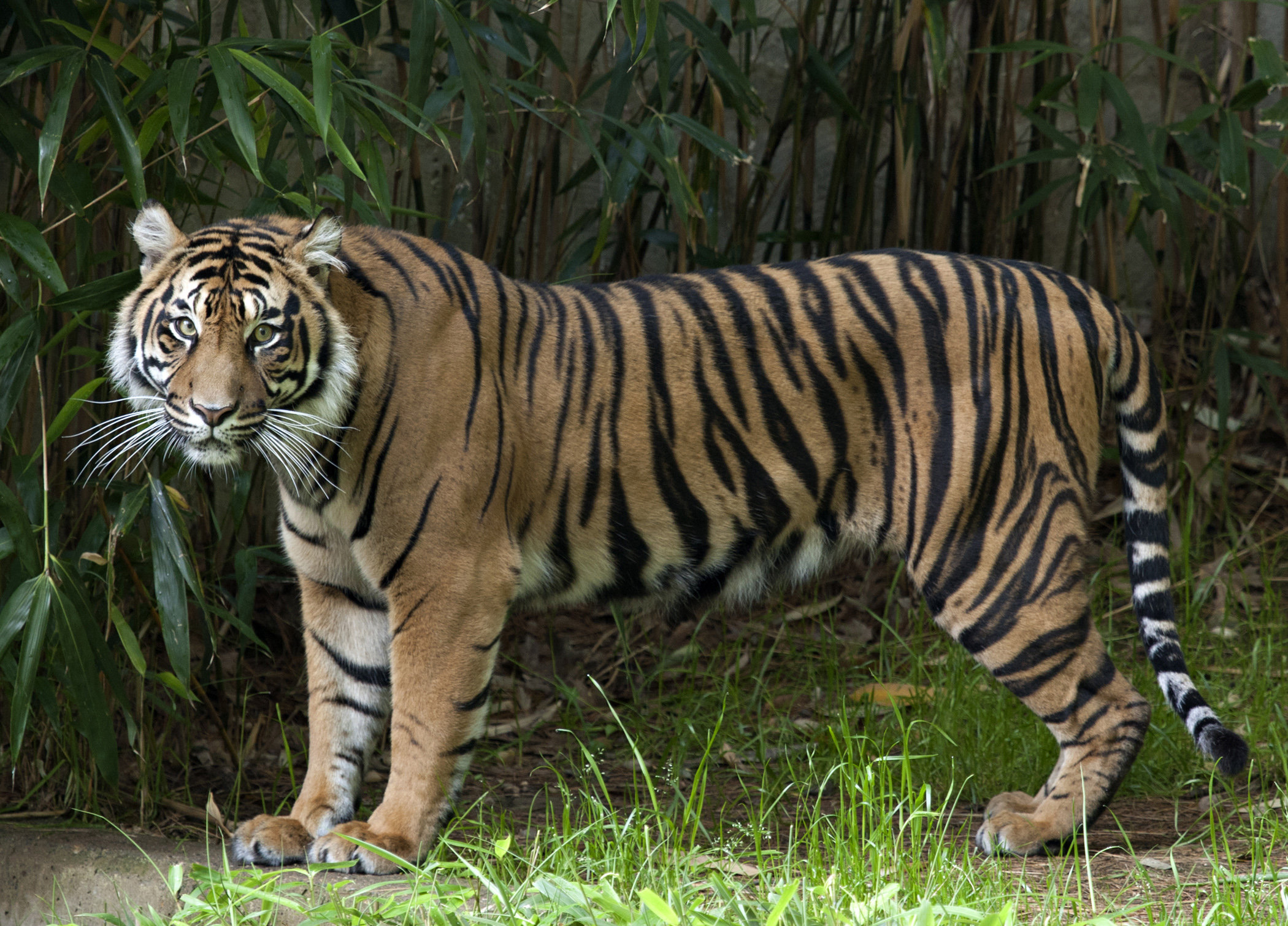 What Is An Endangered Species? Most endangered animals, Endangered animals, Enda