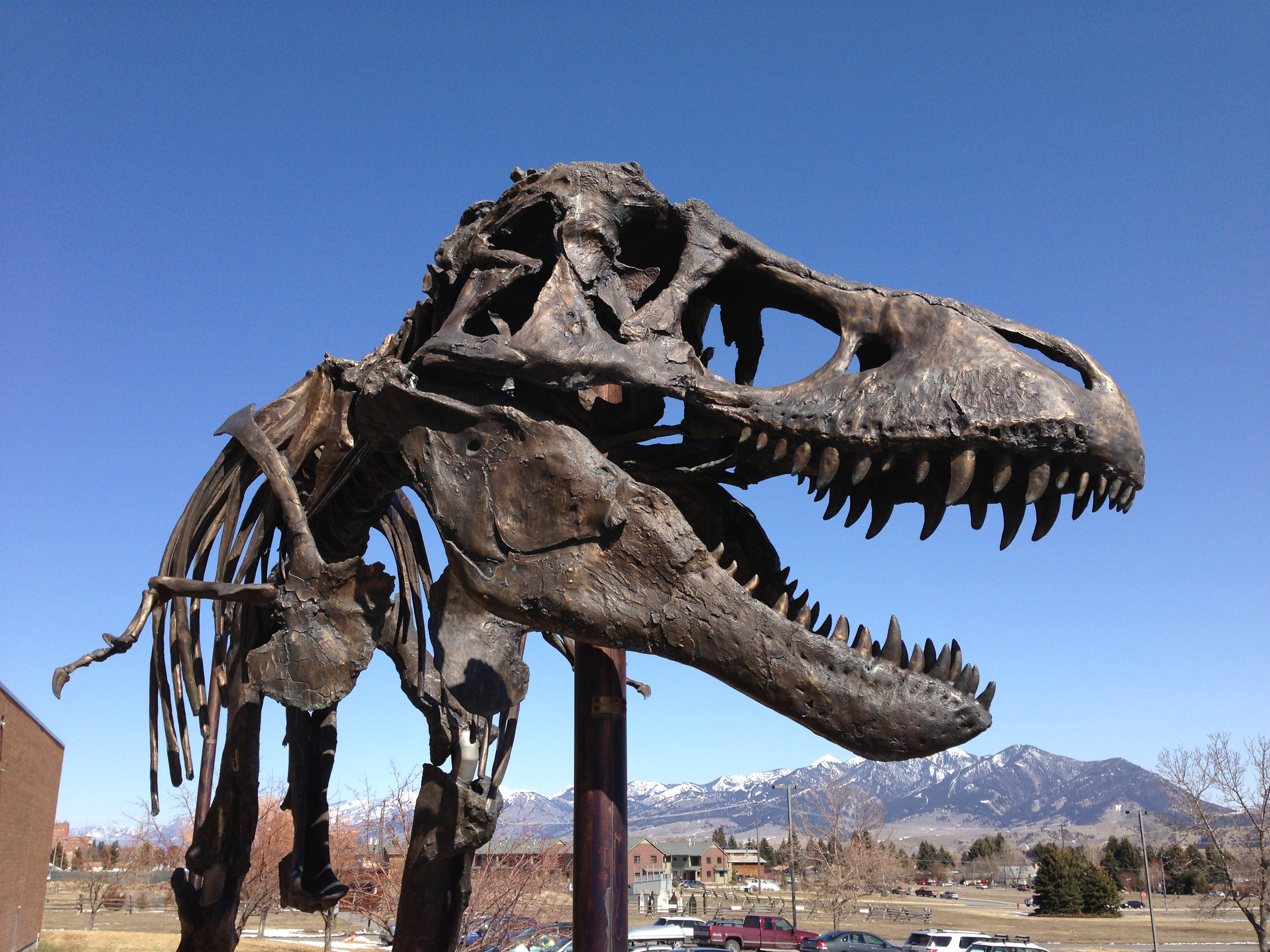 Tyrannosaurus rex  Smithsonian Institution