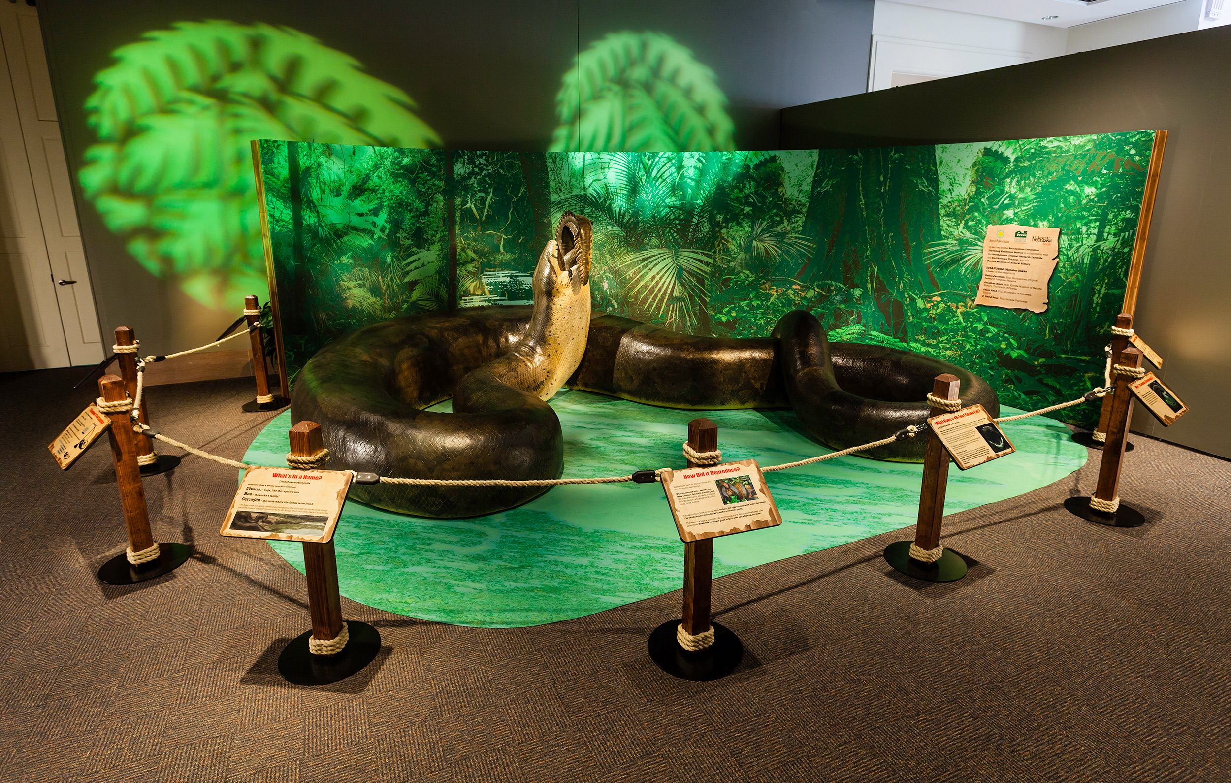 Biggest Snake Ever To Be Displayed At Smithsonian Smithsonian Institution