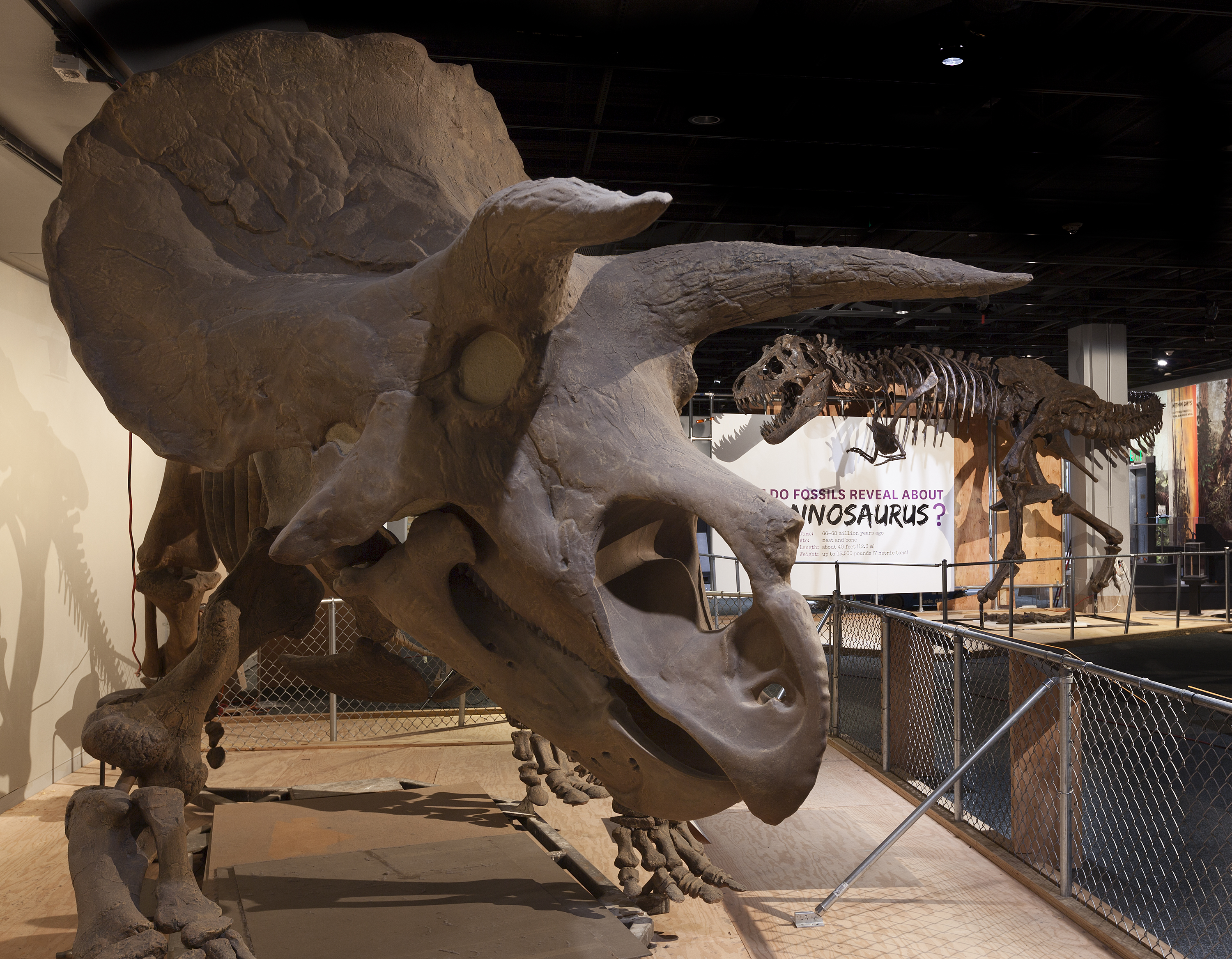 A New View of T. Rex  Smithsonian National Museum of Natural History