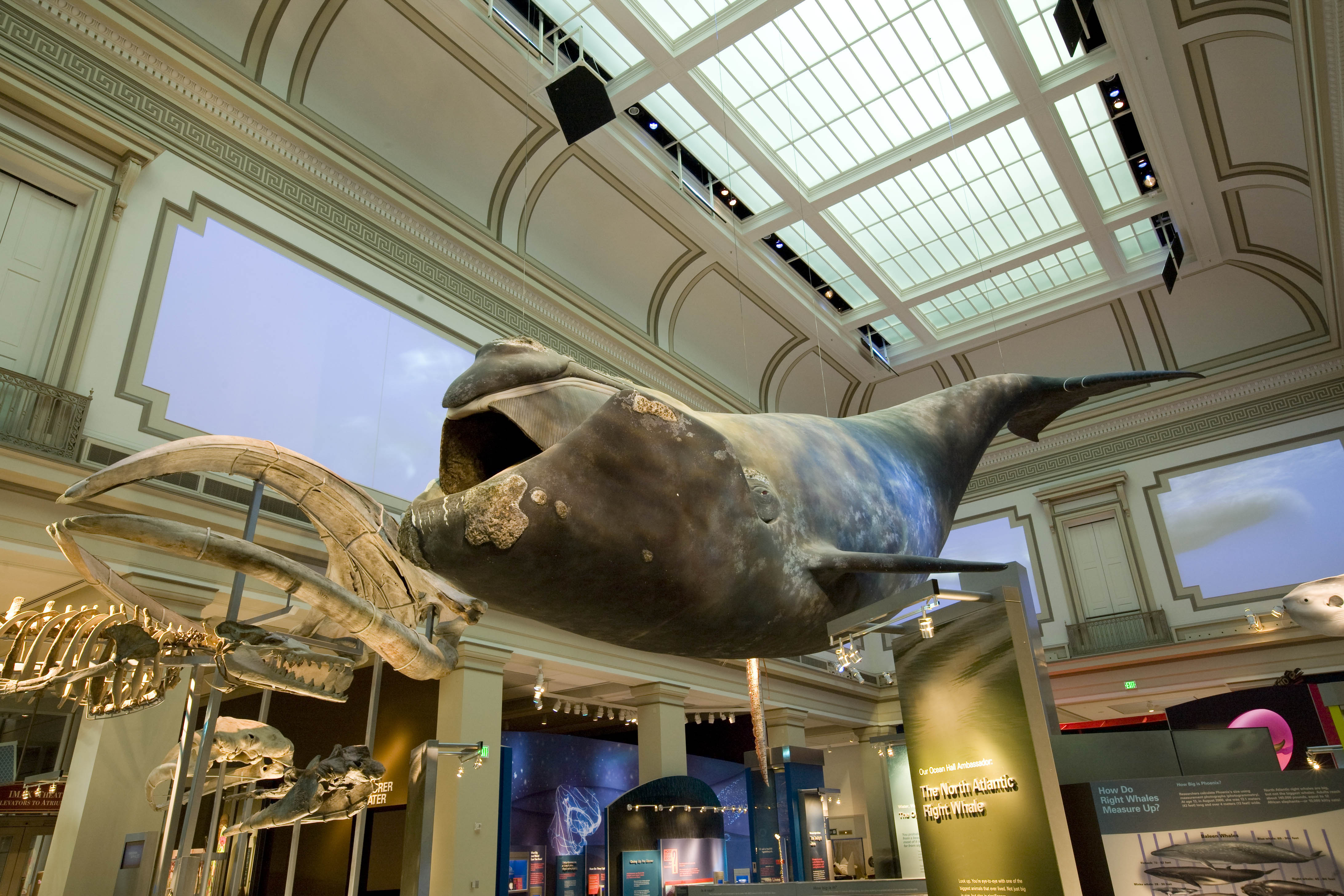 The New Sant Ocean Hall Opens Sept 27 At The Smithsonians National