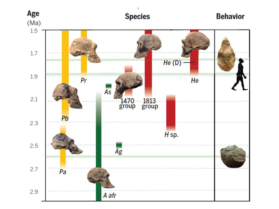 essay on evolution of early humans