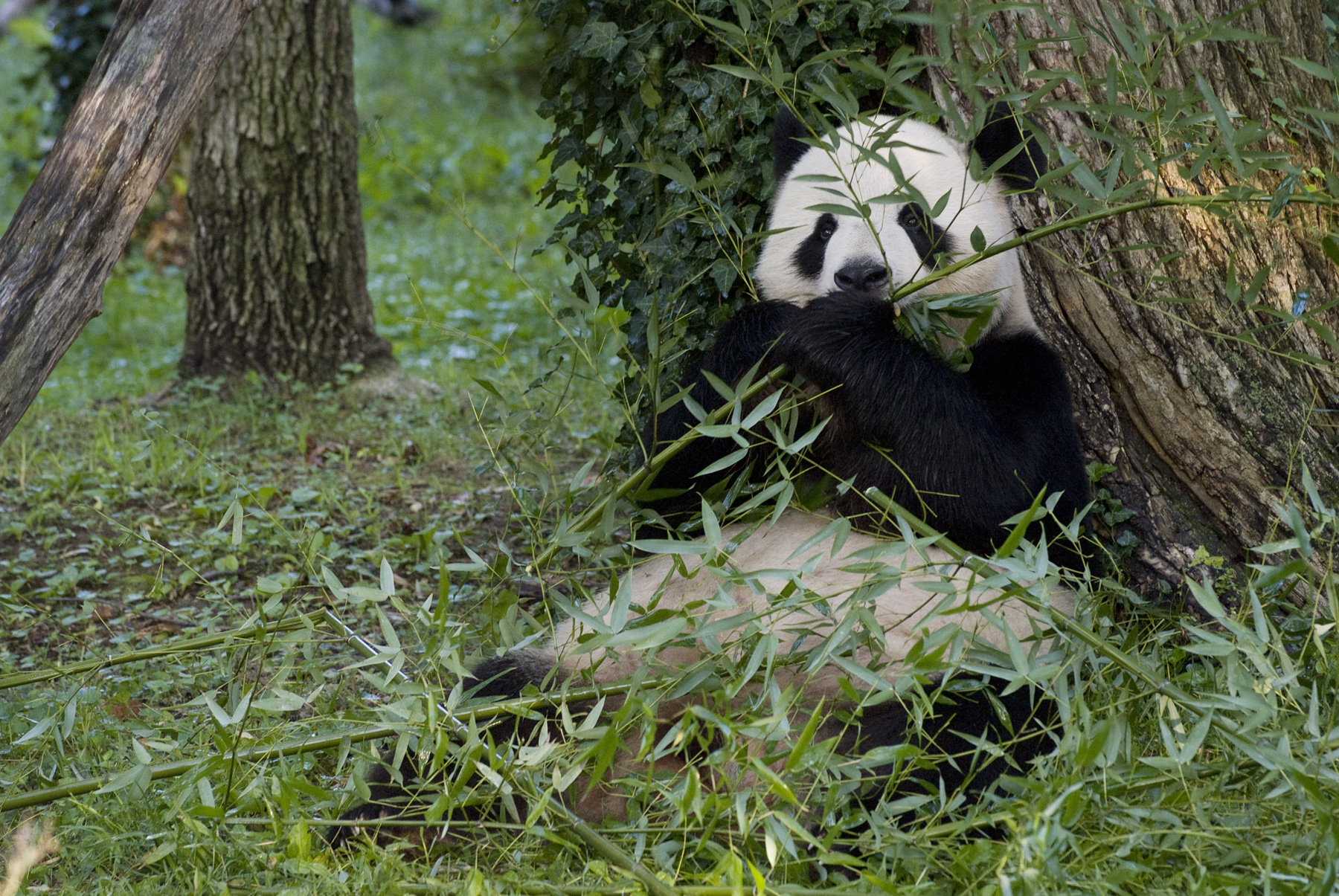 Tian Tian The Giant Panda Eating Bamboo Smithsonian Institution